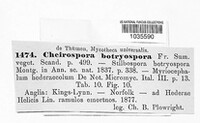 Cheirospora botryospora image